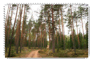 Forest road / Лесная дорога