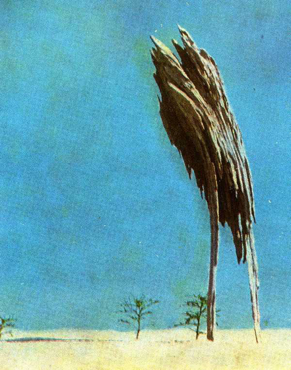 Остатки дерева в дюне